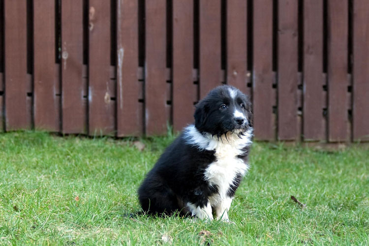 Gilbert, 9 weeks